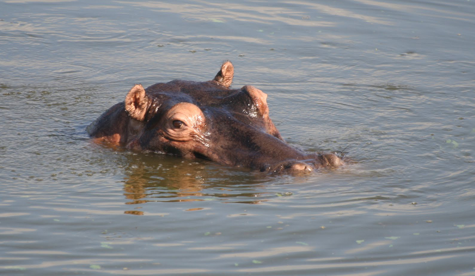 Hippos in the Kruger National Park viewable from Marloth Park