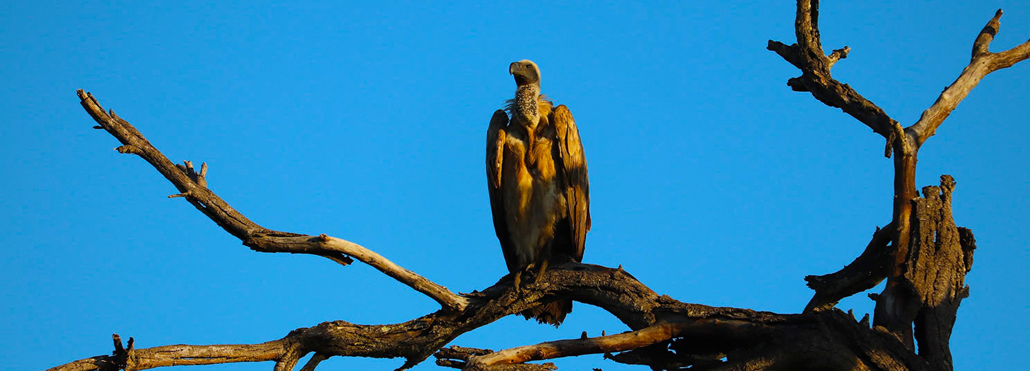 Vulture at Kruger Park Hostel in Marloth Park
