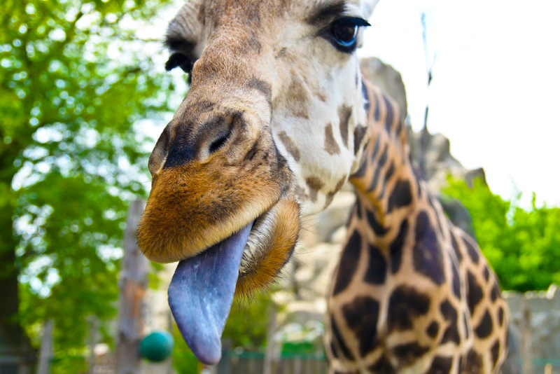 giraffes have blue tongue