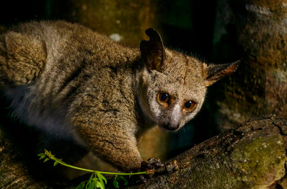 What does a Thick Tailed Bushbaby eat