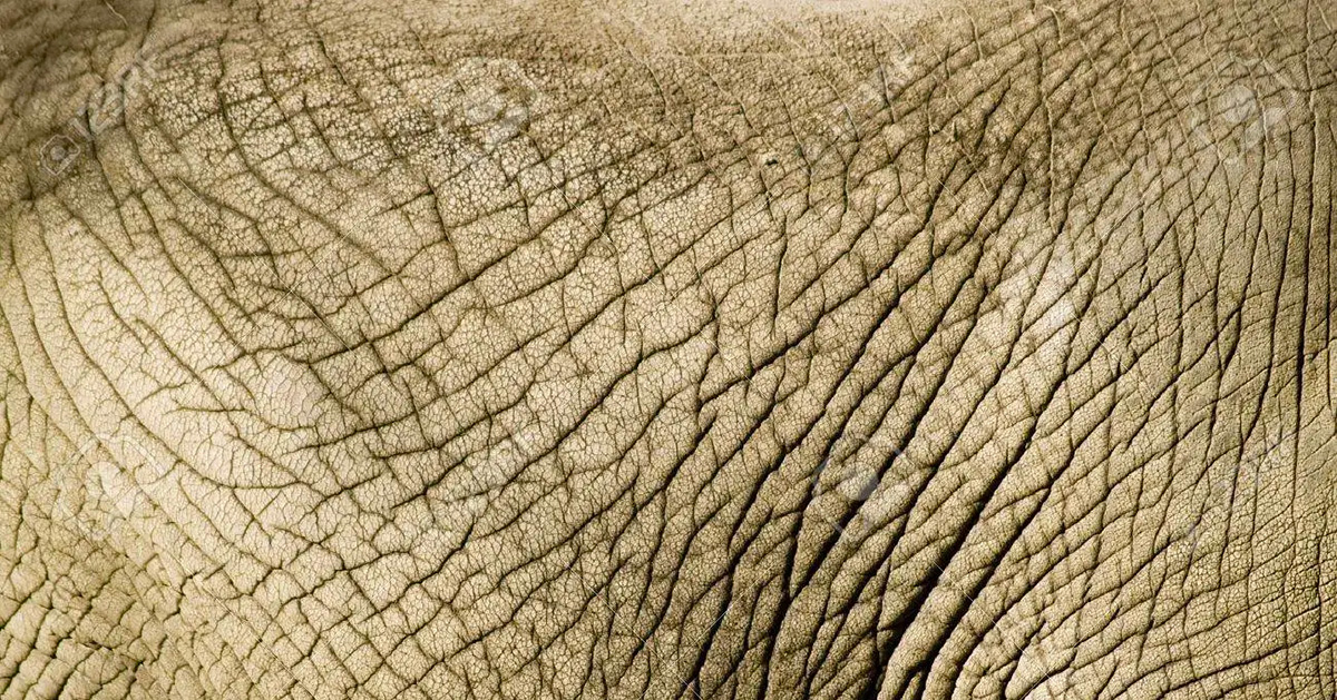 Why do African Elephants have wrinkles?