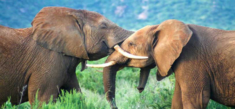 How do Elephants Communicate?