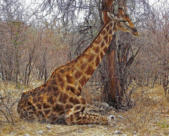Do Giraffes sleep?