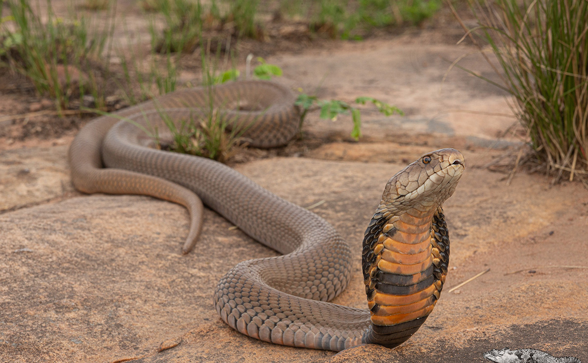 What happens if a Mozambique spitting cobra bites you?