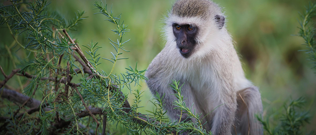 What is the general behaviour of a Vervet Monkey?