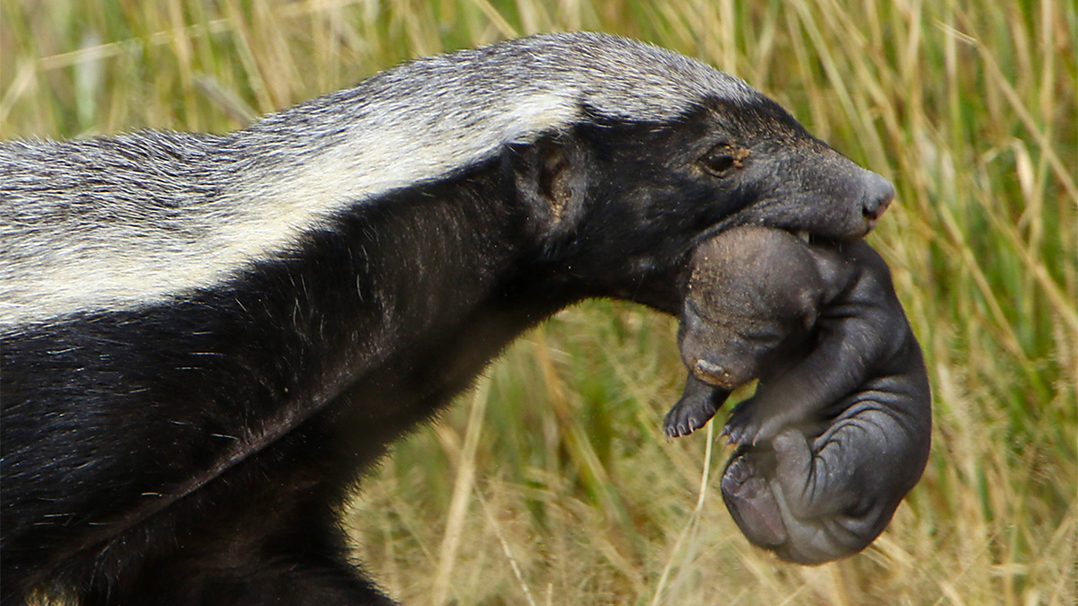 Are honey badgers dangerous?