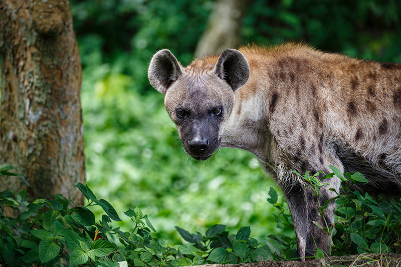 Spotted Hyena behind a tree - Kruger Park Hostel