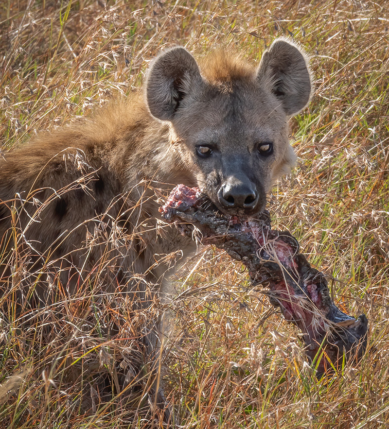 Hyena running with a bone