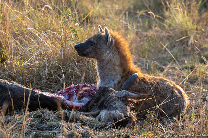 Hyena - Kruger National Park