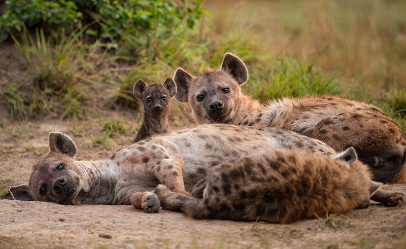 Hyena with young - Kruger National Park