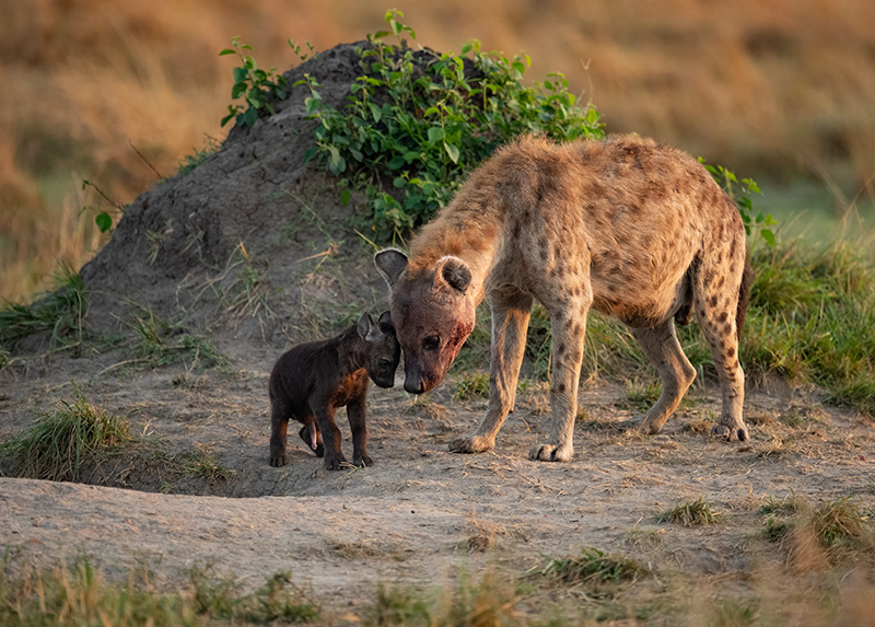 Hyena with pup