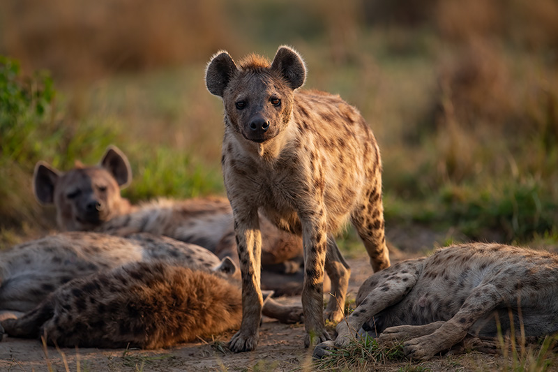 Hyena - Kruger National Park