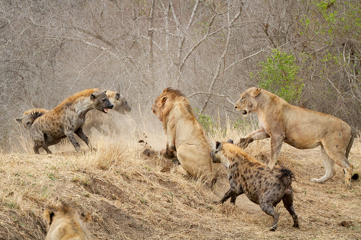 Hyenas attacking a pride of Lions - Kruger Park