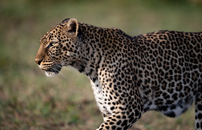 Leopard Protecting his Teritory