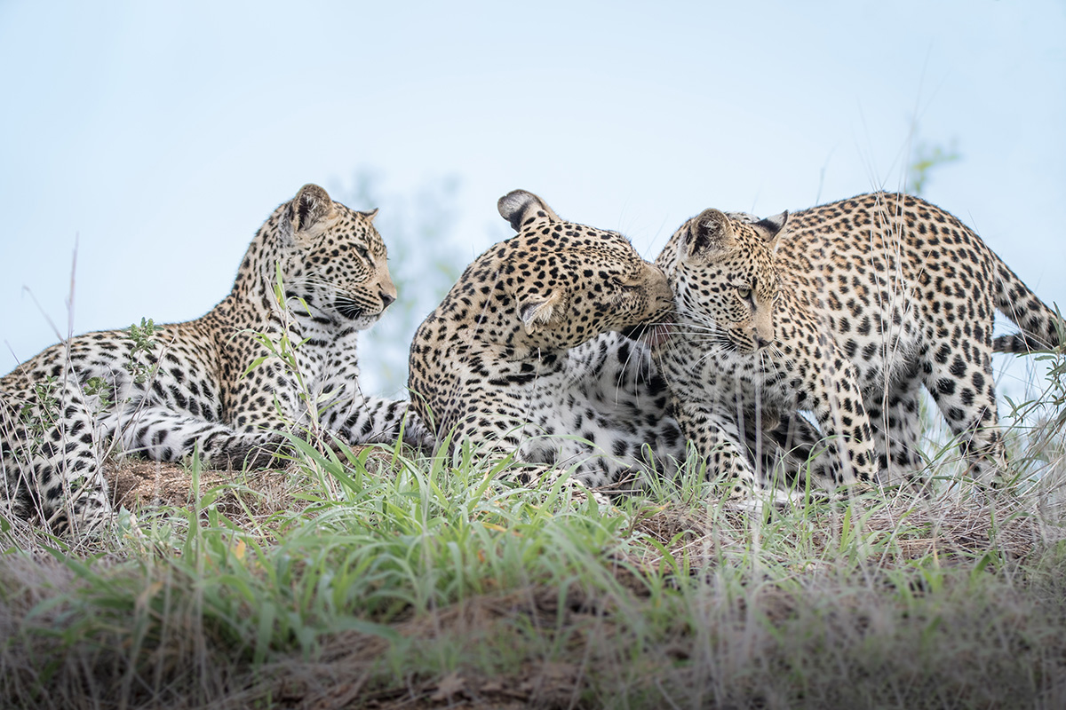 Leopard with her two cubs grooming