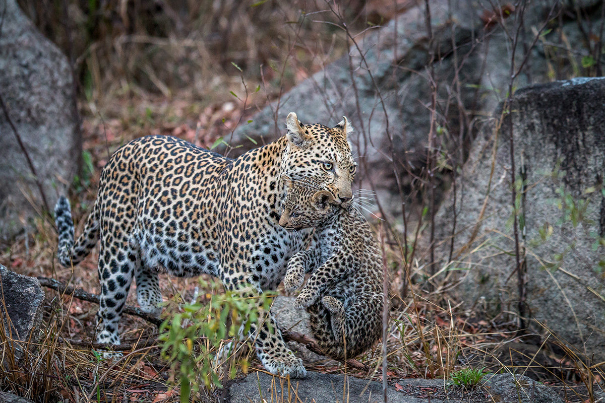 Leopard Carrying a Cub