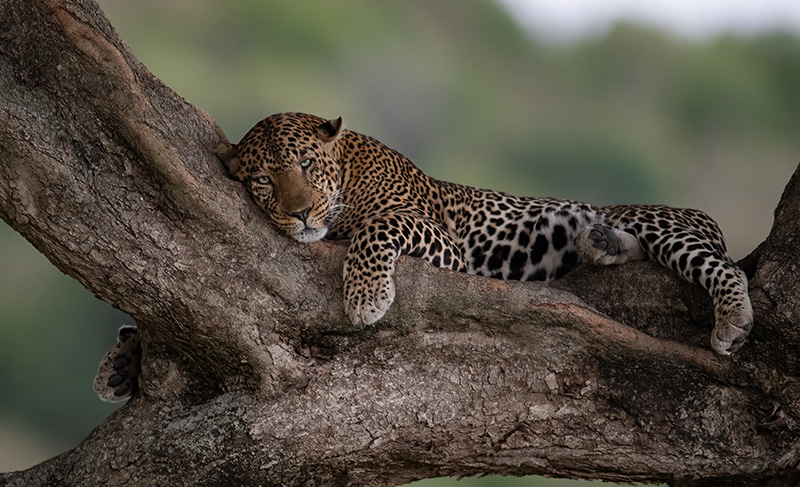 Leopard resting in a tree in the Kruger Park
