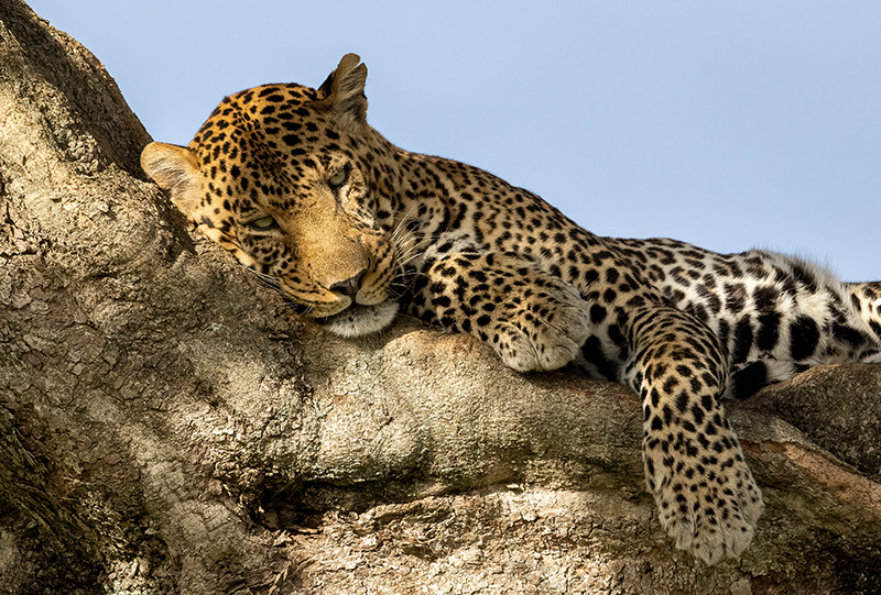 Leopard resting in a tree near Kruger Park Hostel