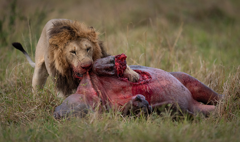 Lion eating a Hippo