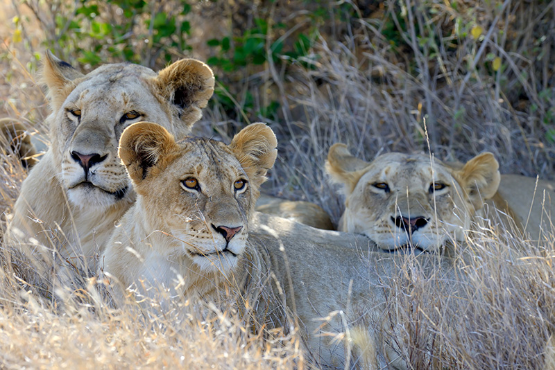 Lionesses - Kruger Park Hostel