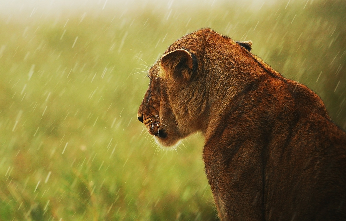 Lioness sitting in the Rain - Kruger Park Hostel