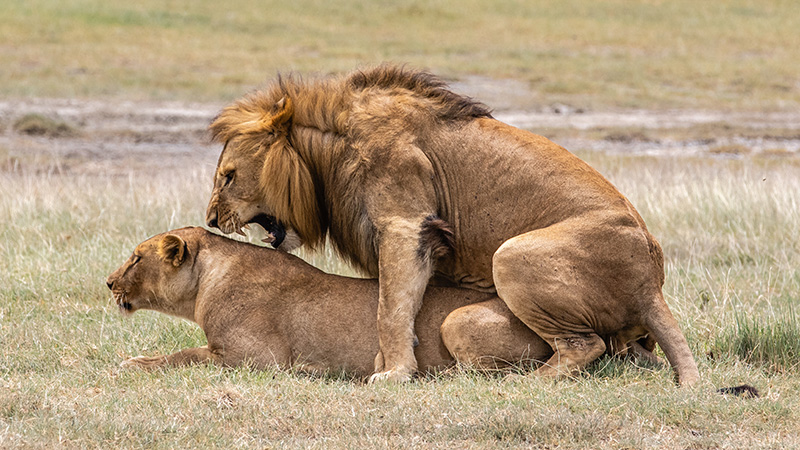 Lions Mating - Kruger Park