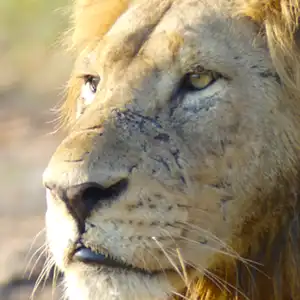 10-tägiges Kruger, Mosambik und Eswatini Abenteuer