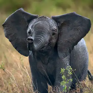 11 Day Kruger, Eswatini & Mozambique Adventure