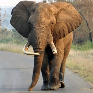 12 Day Kruger, Eswatini & Mozambique - Beach and Bush Adventure