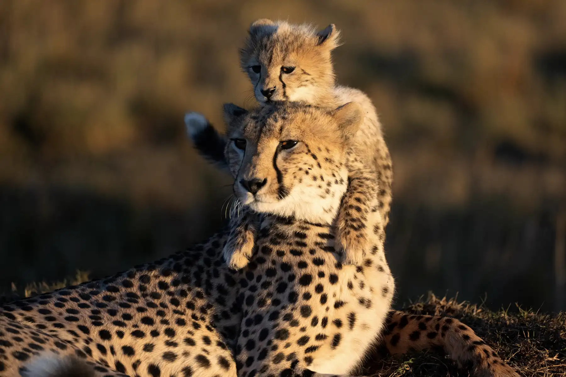 Gepardin mit Jungtier auf dem Kopf im Kruger National Park