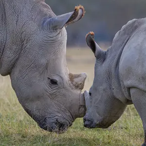 5 Day / 4 Night Kruger & Eswatini Experience