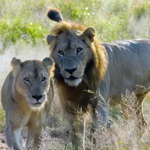 8-tägige Kruger Safari, Eswatini und Panorama Route Abenteuer