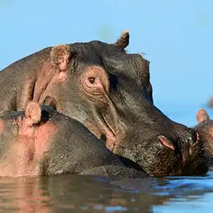 9 Day Kruger, Mozambique & Eswatini Adventure