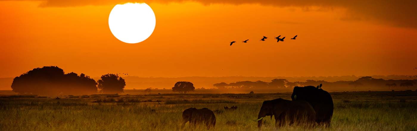Elephants in the Kruger National Park at sunset