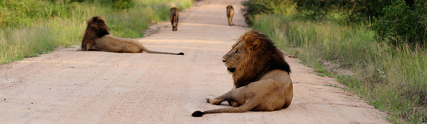 Lions on the road in the in the Kruger National Park while on game drive